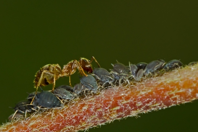 Vandaag in de tuin bezig geweest met dit tafreeltje.
Een aantal mieren waren deze kolonie aan het melken.
Leuk om te zien hoe de luizen een druppeltje suiker afgeven aan de mieren.