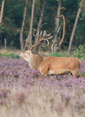 Sinds een weekje eigenaar van 300 f4, en nog geen foto's kunnen maken. Dus gister even naar de Hoge Veluwe geweest om een beetje te testen wat deze lens kan. Jammer genoeg nog geen statief, dus moest het uit de hand. Gelukkig werd dit mogelijk gemaakt door het mooie licht.