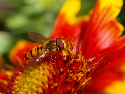 Beetje gedateerde foto die ik tegen kwam in mijn archief. Genomen op mijn balkon waar de nodige bloemen en planten stonden.