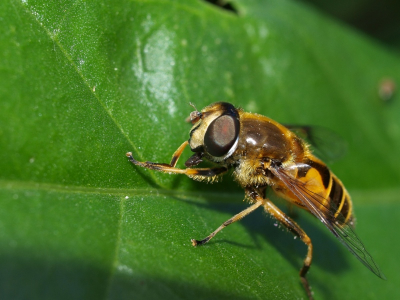 Hoop dat ik ditmaal wel de goeie naam erbij heb gevonden en anders hoor ik het wel.
Overigens viel mij  op dat op de kop van deze bosbijvlieg nog een heel klein insect zit. Als ik het op de computer vergroot dan zie ik dat in ieder geval een gevleugeld insect is. Op de verkleining is het bijzonder slecht te zien maar wie kan iemand mij toch enigzins op weg helpen met wat het zou kunnen zijn.