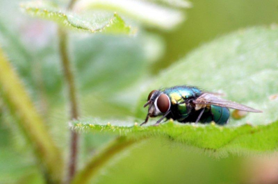 Tijdens workshop macro fotografie in oostvoorne genomen
het was een bewolkte dag met af en toe een licht regen buitje.
Geen last van de zon (slag schaduw)