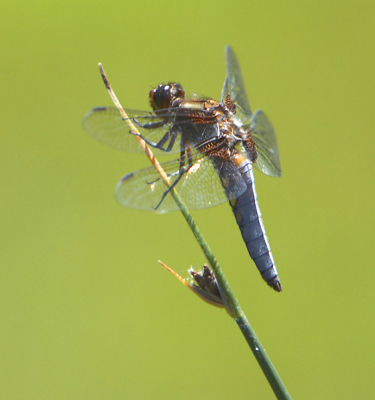 canon 350d+70-200+1.4x
1/800s-f5.6-iso200