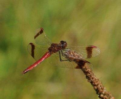 Deze is genomen bij warm zonnig weer 30 graden. Langs een stroompje met gras aan beide kanten
