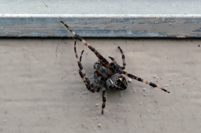 Met de net aangeschafte macro lens , op spinnentocht .
Is gemaakt om 20.30 vanaf statief in de achtertuin.