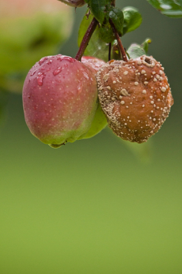 Tijdens een wandeling zag ik deze appelboom staan, en ik vond het wel een mooi contrast zo met die rotte appel en de goeie appel, waar ook nog de druppels op zitten.