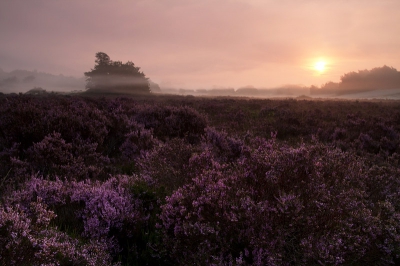 Heerlijke kleuren in de duinen door het zonnetje en de heide.
Vanaf statief en grijsverloopfilter om het licht aan de bovenkant iets tegen te houden.