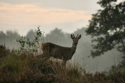 Wandelend in het buurseveen zag ik deze ree op een heuveltje staan. Toen heb ik uit de losse hand deze foto genomen.