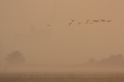 Was die ochtend op zoek naar mooie vogelfoto's. Dat is gedeeltelijk gelukt. Ik vond dit meer een landschapsfoto. Het licht was geweldig deze ochtend. Heel in de verte zie je nog een kraan die langs de Ijssel staat.