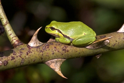 Dit kikkertje voelt zich ongetwijfeld veilig tussen die forse doorns van de wilde roos.
Opname gemaakt vanaf npootstatief met 100mm macro.