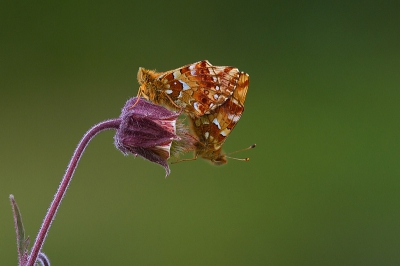 Deze nog van de vakantie , na een lange wandeling liggend in het gras zag ik deze vlindertjes langs het watervalletje.
Spullen gepakt en aan de slag :-) vanaf statief,
Minimaal verscherpt .