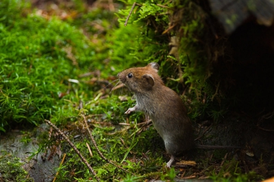Deze opname van de Woelmuis kunnen maken in de HV. Ik vond de houding wel mooi om te laten zien, in de bedreigende houding.

Voor nog meer opnames van deze Woelmuis kan je kijkje nemen op mijn weblog:
http://rvdaalen.blogspot.com/

Gr,

Remco