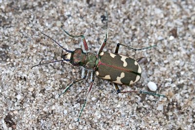 Vennen met heide en stukjes kale zandgronden daartussen, is  ideaal voor zandloopkevers. 
Met deze harde lopers moet je wel even wat geduld hebben.
Deze opname gemaakt vanaf statief met een 180mm macro.