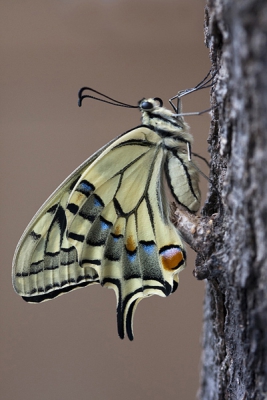 Geprobeerd met macrolens in een hoek van 90 graden deze Koninginnenpage op boomstronk vast te leggen. Na afloop van een workshop macro fotografie van Frans Hodzelmans was dit een toetje.