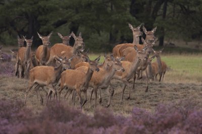 tussen de buien door was het nog redelijk goed, en opeens kwamen ze in grote getale uit de bossen tevoorschijn.