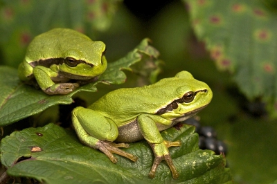 Uren lang kunnen boomkikkertjes in dezelfde houding op een blad  takje, of heel soms op een braam zitten.
Maar af en toe gaan ze ook gewoon even aan de wandel, zoals dit kikkertje waardoor zijn pootjes met die typische zuigmapjes goed te zien zijn.