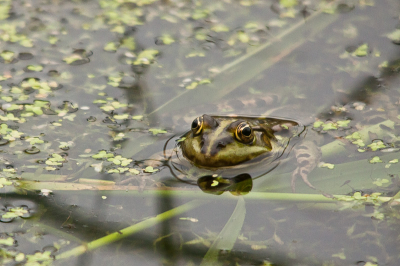 Tijdens het zitten in een vogelhut en het ontbreken van bepaalde vogels, zeg maar gerust alle vogels heb ik maar foto's gemaakt van bijv kikkers. Deze kikker zat me heerlijk aan te kijken. Als je goed kijkt zie je nog goed zijn pootjes onder water.