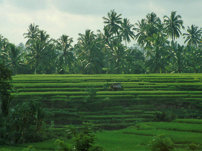 <i class='fa fa-user'></i> Frans Nottrot | Rijstvelden op Bali  <i class='fa fa-eye'> 300</i>   <i class='fa fa-comment-o'> 0</i>