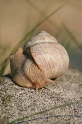 Kwam deze tegen in de tuin van de buren. Leuke serie van kunnen maken. Kon niet kiezen, staand of liggend, eerst deze staande maar.