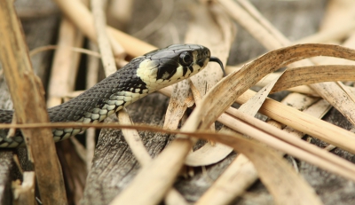 Ik was rond het Takern meer aan het wandelen over de paden tussen het riet, eigenlijk op zoek naar vogels, toen ik ineens deze ringslang onder een hoopje riet vandaag zag schieten. Ik had nog nooit een ringslang gezien eigenlijk. Geen tijd om de converter er tussenuit te halen, wat waarschijnlijk wel tot een beter resultaat zou hebben geleid. Dit was de beste foto die erbij zat.