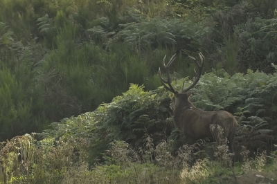 Liggend vanuit de dekking van enkele varens 
Mannetjes edelhert in de voor bronst 
Het is een superervaring om de beesten zo te observeren dit is pas de echte wilde natuur!