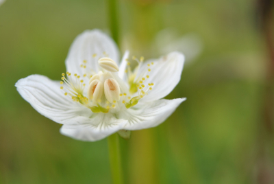 Tijdens macrofotoworkshop in Oostvoorne. Met automatische tussenringen bij een standaard groothoek.