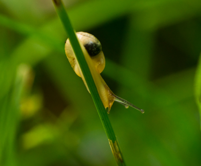Na de regen kroop dit elegante kleine slakje, enigszins doorzichtig in het licht, langs een grashalm.