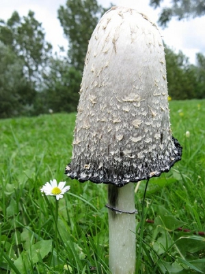 De foto is liggend gemaakt op het gras met de goede zon erop, vandaar dat hij iets overbelicht is.