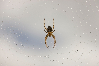 Na een regenbui kwam de zon even door en bescheen deze spin van achter, waardoor zowel de spin als de regendruppels op het web een fraaie glinstering kregen.