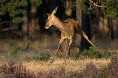 Hopenlijk nu de goede foto .Bokkende hinde .
gr Dirk Boon