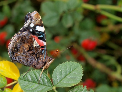 Deze foto ook afgelopen week gemaakt. Het wemelde overal van de vlinders maar stil zitten kunnen ze niet. Wat het fotograferen uiteraard niet makkelijker maakte.