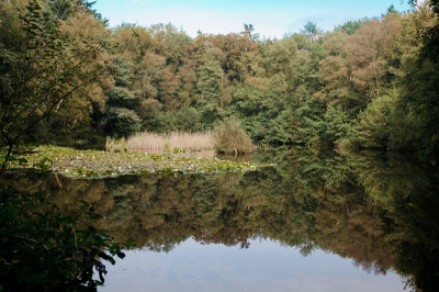 De spiegeling in het water kwam na een regenbui er mooi en strak uit op dit lokale meertje.