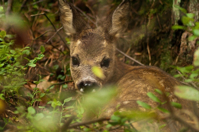 Dat was schrikken! 

Opeens stonden daar afgelopen zomer, vlak langs het pad, moeder ree en haar kalfje. Op het moment dat we elkaar in de ogen keken, schoot moeder weg het bos in. In een reflex zakte het kalfje door de hoeven en krulde zich onder aan een boomstam op. Ik had mn camera in de hand en kon snel twee foto's maken, waarna het kalfje opsprong en moeder achterna ging. Ik had geen enkele gelegenheid de instellingen van de camera aan te passen. Ik had mn 70 -300 mm lens op de camera, verder uitzoomen was niet mogelijk waardoor het kalfje, niet meer dan 1 meter van me af,  meer dan beeldvullend door het hoge gras op de foto staat. 
Voor mij een uiterst bijzondere en tedere ontmoeting!