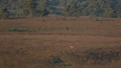 Een foto vanaf uitkijkpunt de "Elsberg", met een mooi overzicht over de Rheder- en Wortherheide.
Deze ochtend veel geweidragers op de heide, zelfs herten uit een veld bij Dieren waren hier aanwezig.
De hindes bepalen immers de bronstplaatsen en de mannen komen van heinde en verre om te scoren.
Bij een opkomende zon en nog een beetje paarse heide vond ik dit zelf een mooi overzichtsplaatje.

Zo groot, en toch zo nietig!