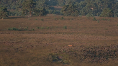 Een foto vanaf uitkijkpunt de "Elsberg", met een mooi overzicht over de Rheder- en Wortherheide.
Deze ochtend veel geweidragers op de heide, zelfs herten uit een veld bij Dieren waren hier aanwezig.
De hindes bepalen immers de bronstplaatsen en de mannen komen van heinde en verre om te scoren.
Bij een opkomende zon en nog een beetje paarse heide vond ik dit zelf een mooi overzichtsplaatje.

Zo groot, en toch zo nietig!