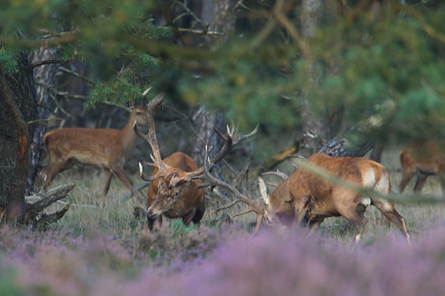 het blijft prachtig met deze dieren in de paartijd
hier koen er twee elkaar tegen
meer plaatjes en praatjes op mijn blog
http://corfikkert.blogspot.com/