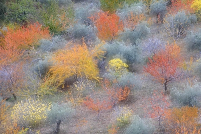 Bewolkte dag met zacht licht. Gezocht naar mooi standpunt om de herfstkleuren in een gevarieerde boomgaard met olijven, kersen en amandelen, weer te geven.