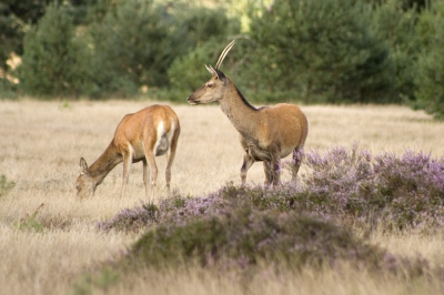 Bij veruit de meeste aandacht naar de grote heren, vond ik deze dieren eigenlijk heel elegant, vooral het spitsertje met het nog niet indrukwekkende geweitje. Wacht maar tot ik groot ben.
Een foto van vorig jaar om op te warmen. Komende weken hoop ik er weer bij te zijn.