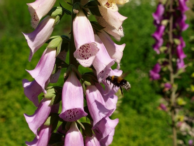 Aan het begin van het seizoen in een heemtuin deze foto gemaakt.