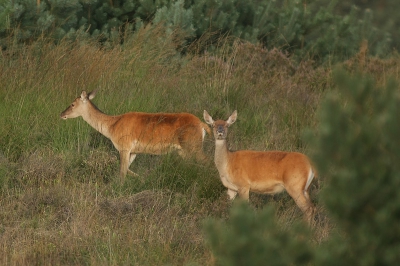 Deze ochtend alleen wat kaalwild gezien. Een collega fotograaf pakte net zijn camera in, toen er 4 hindes met een smaldier vlak langs het uitkijkpunt liepen. Ik was nog stand-by, en kon net 4 foto's maken.

Overigens wordt het zicht naar de rechterkant steeds slechter, omdat de dennenbomen flink groeien. In een aantal jaren is het flink dichtgegroeid.