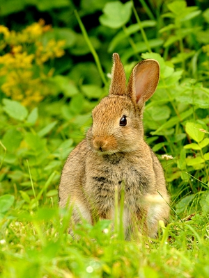Als het vogelen weinig of niets oplevert, is het leuk om wat andere dieren te kunnen fotograferen. De ene keer zijn het vlinders, bloemen e.d. Dit keer trof ik diverse konijnen aan die niet altijd even rustig waren om een leuke plaat te maken. Deze ging er lekker voor zitten.