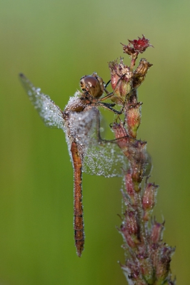Weken wachten op een geschikte ochtend, maar nu was het zover, geen wind en een beetje mist. Een paar uur ben ik bezig geweest om insekten met druppels te fotograferen. Leuk!