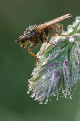 Vroeg in de ochtend, geen wind en een beetje mist. De insekten waren nog niet actief en waren hierdoor makkelijk te fotograferen.