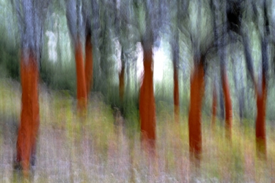 In een vers geschild kurkeikenbos (gebeurt eens per tien jaar in de zomer) heb ik gezocht naar een evenwichtig verdeeld landschap. In plaats van het rechtstreeks te fotograferen heb ik de camera tijdens de opname bewogen.