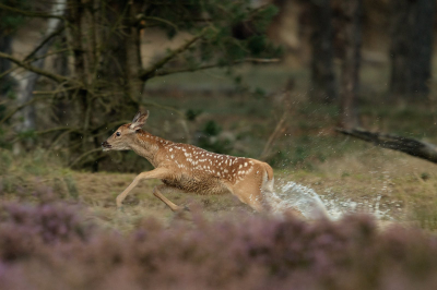 Afgelopen vrijdag was het niet het Hert wat de show stal, maar een kalf van ongeveer 2 maanden oud, die de meest rare bokkesprongen maakte en rond rende alsof zijn leven er van af hing.