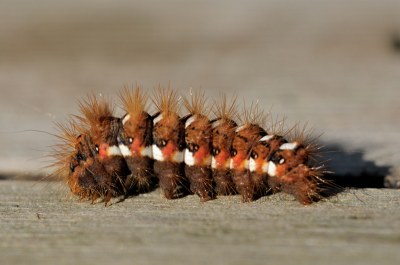 Ochtendzonnetje in eigen tuin,valt mijn oog op dit opvallend gekleurd rupsje.