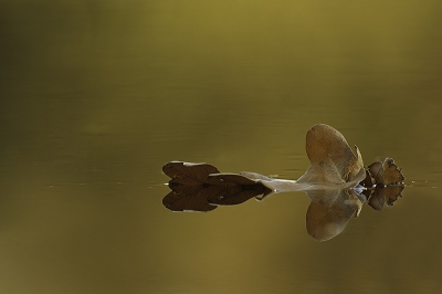 Vandaag weer gezocht naar een herfstblad in het water. Vorig jaar maakte ik er een waar kunstwerk van door zelf invloed uit te oefenen in de foto. Viel daardoor natuurlijk buiten de doelstelling van NP. Daarom dit jaar niets aan de scene gedaan, een blad dat in het water lag en een laag standpunt in de modder deden de rest.