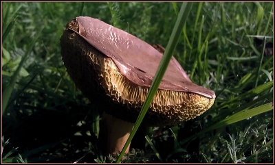 Lopend op een grasveld, naast een klein bos met loofbomen(geen idee welke soort), zag ik deze zwam staan midden op het gras