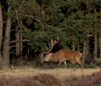 Ook ik nog een paar edelherten... Ze waren voor mij wat ver weg ondanks mijn 300mm, cropfactor + 1.4x TC daarbij stond ik ook niet echt helemaal gunstig. dus van de 100.000x dat ik op de knop gedrukt heb heb ik bijna evenveel met een andere knop weer verwijderd. Was de 1e keer dus ik heb nog niet helemaal een vergelijk. Valt niet mee om daar nog een  uitschieter te maken denk ik met die 100 andere fotografen  naast je...  Toch gaat van deze foto wel een bepaalde sfeer uit vind ik.