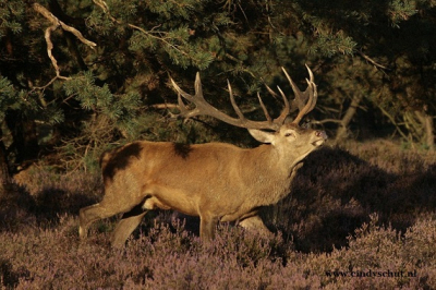 Prachtig spel. De Edelhert was zich aan het "bewijzen"door met zijn gewei rustig door de bomen te gaan