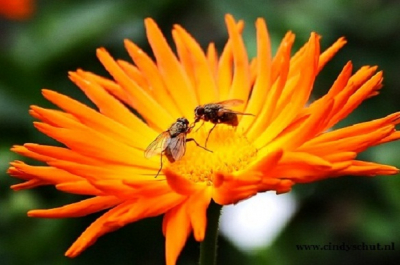 In een kloostertuin, volledige rust.... Op een knal oranje bloem twee vliegen die ruzie hebben....